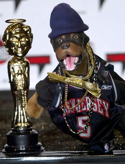 Triumph the Insult Comic Dog